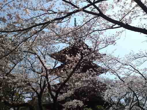 令和２年法華経寺五重塔と桜