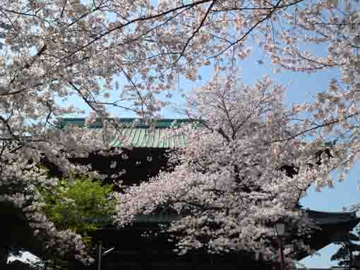 令和２年法華経寺赤門と桜