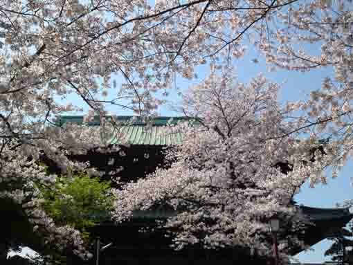 the niomon gate of Nakayama Hokekyoji