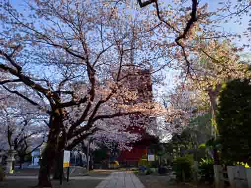令和３年桜の花に彩られた法華経寺五重塔�B