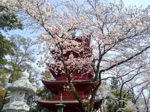 令和３年桜の花に彩られた法華経寺五重塔�D