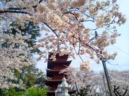 令和３年桜の花に彩られた法華経寺五重塔�A
