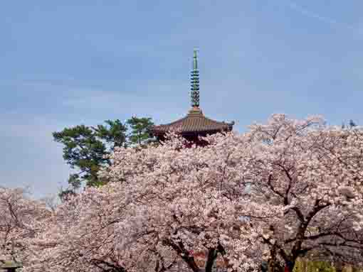 令和３年桜の花に彩られた法華経寺五重塔�E