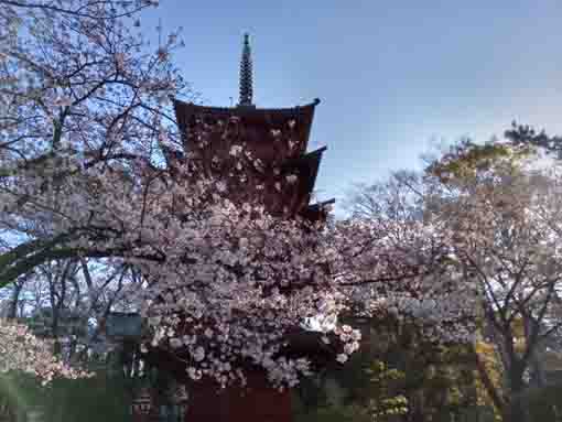 令和３年桜の花に彩られた法華経寺五重塔�C