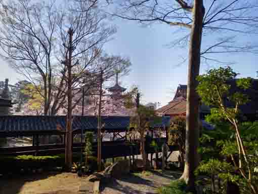令和３年桜に彩られた法華経寺の風景