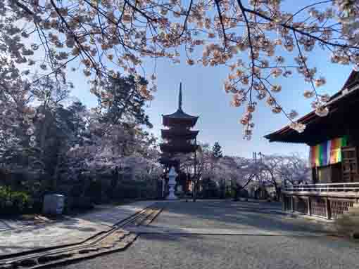 中山法華経寺境内に咲く桜の花