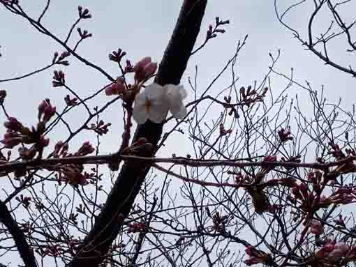 令和４年中山法華経寺ソメイヨシノの開花１