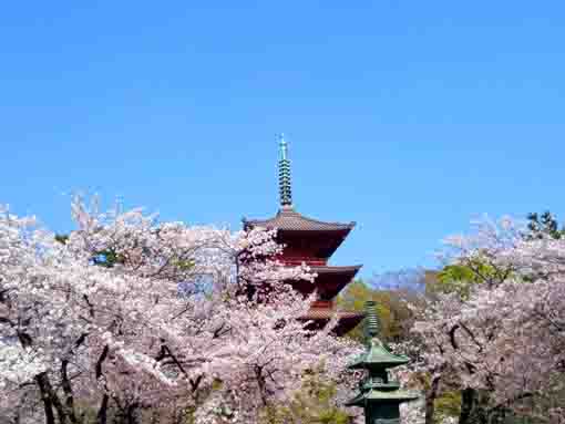 中山法華経寺五重塔と満開の桜