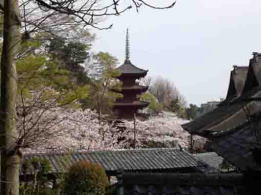 桜に浮かぶ五重塔