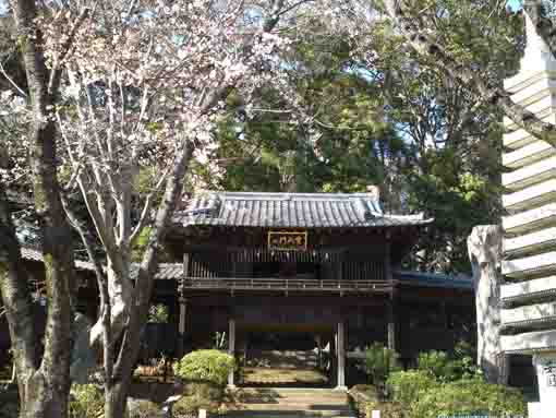 Somei Yoshino near Hodenmon in March 20