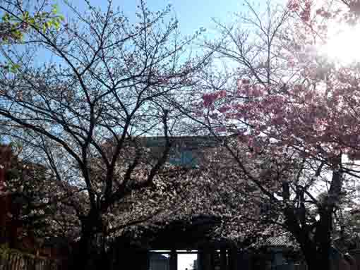 令和２年法華経寺三門と桜