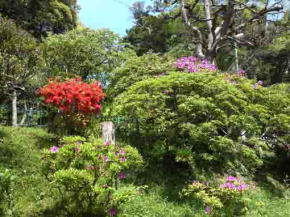 azaleas blooming in the green plants