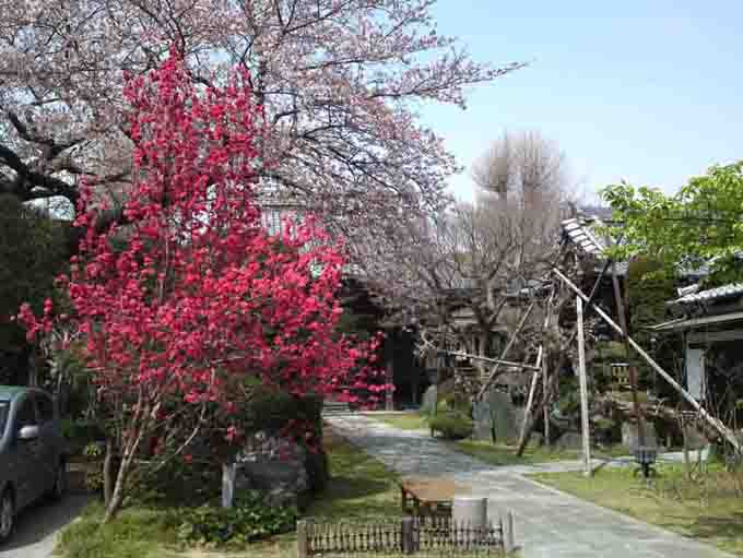 江戸城大奥ゆかり智泉院の桜