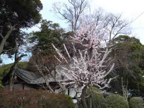 plums blooming beside Ugajindo Hall