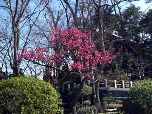 令和２年中山法華経寺に咲く梅の花�D