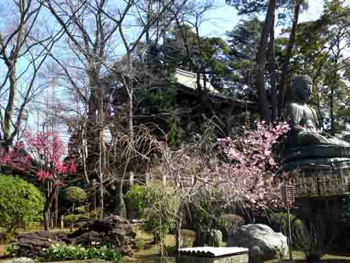 令和２年中山法華経寺に咲く梅の花�E