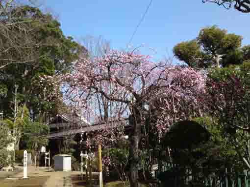 令和２年中山法華経寺に咲く梅の花�B