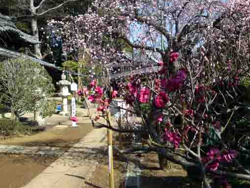 令和２年中山法華経寺に咲く梅の花�C