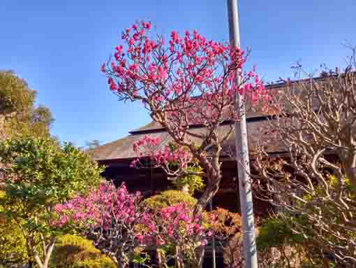 中山法華経寺祖師堂と紅梅