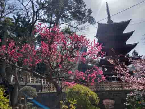 中山法華経寺五重塔と紅梅と河津桜