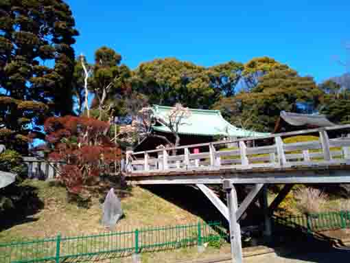 令和4年法華経寺四足門脇白梅2