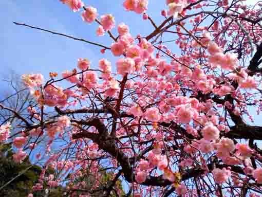 青空と法華堂前しだれ桜