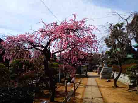 中山法華経寺四足門としだれ梅