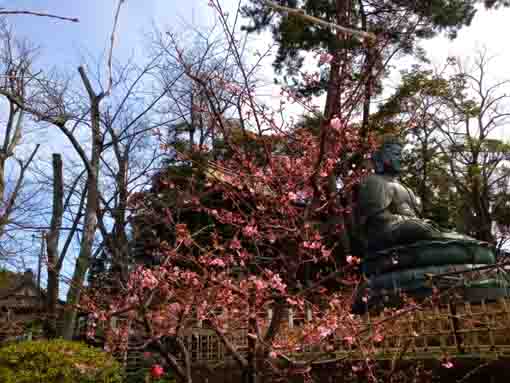 令和４年中山大仏と河津桜