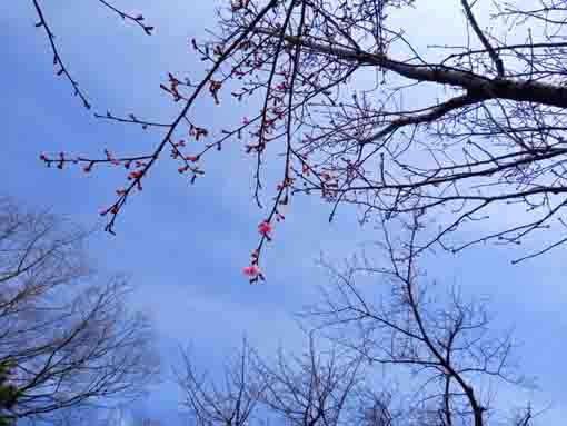 令和４年法華経寺参道の河津桜２