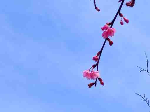 令和４年法華経寺参道の河津桜１