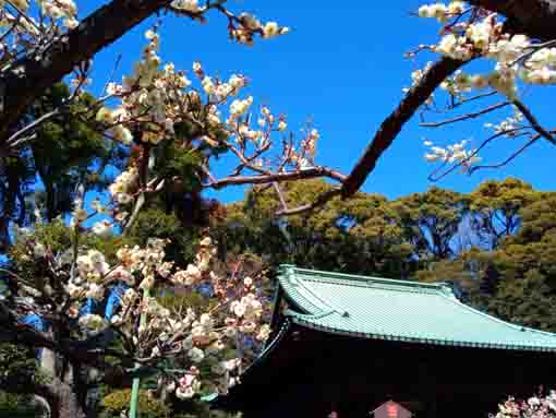 中山法華経寺祖師堂と白梅