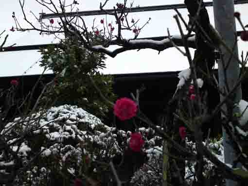 雪と紅梅と法華経寺祖師堂