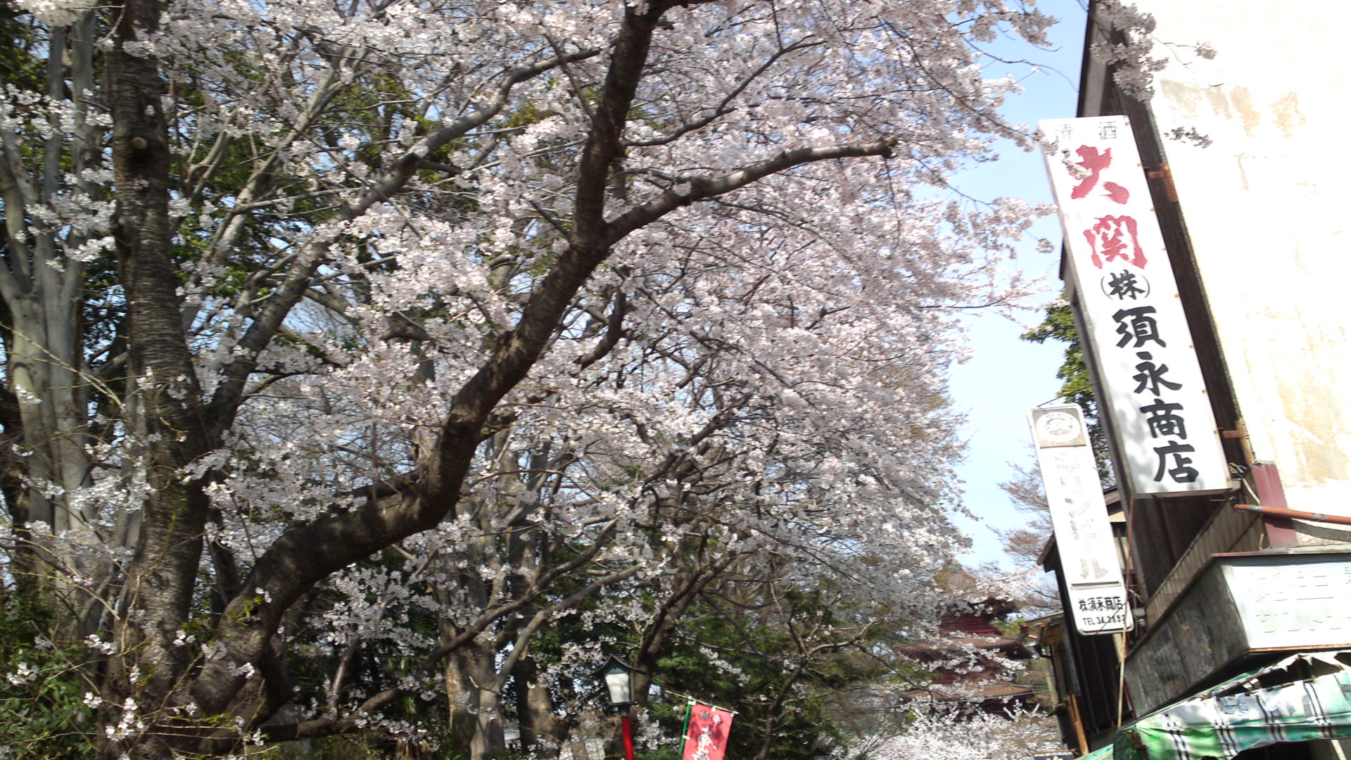 2014年中山法華経寺参道の桜１