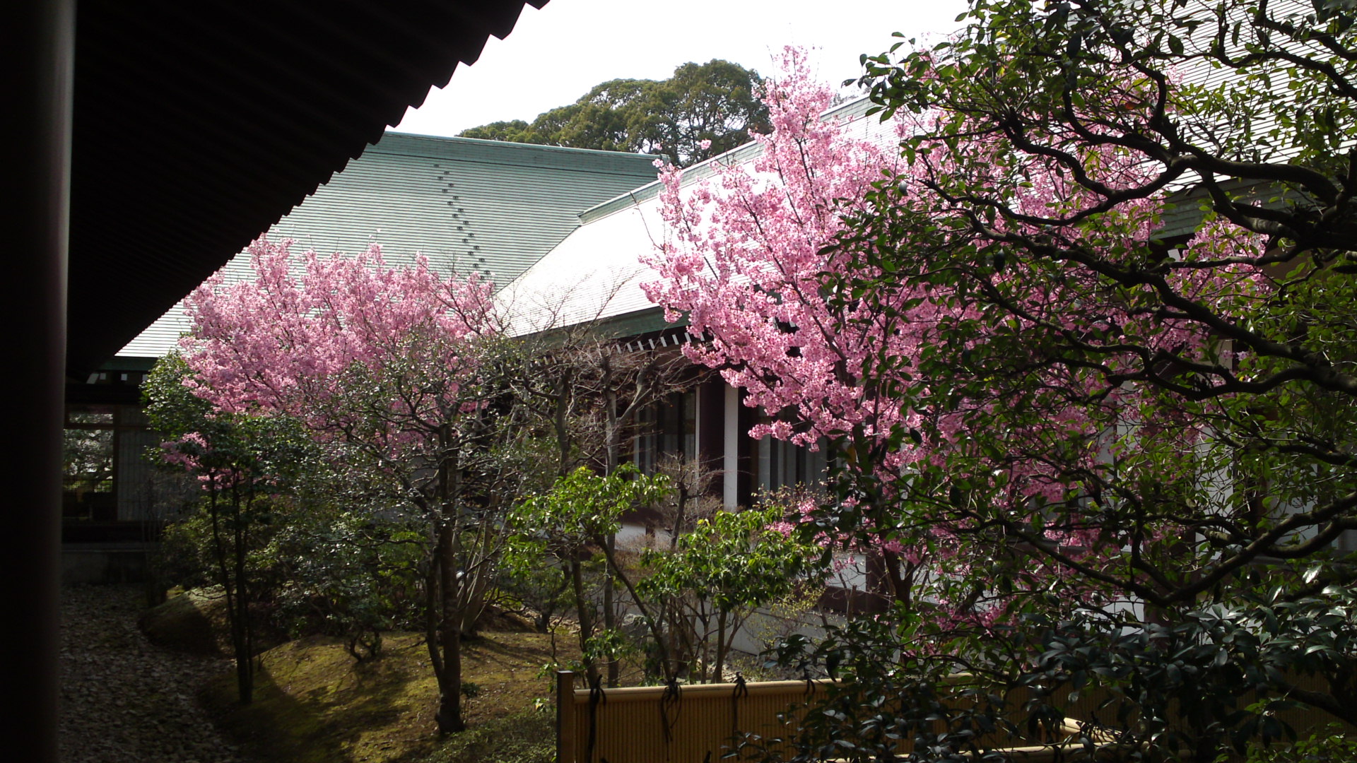 2014年法華経寺本院中庭の河津桜１