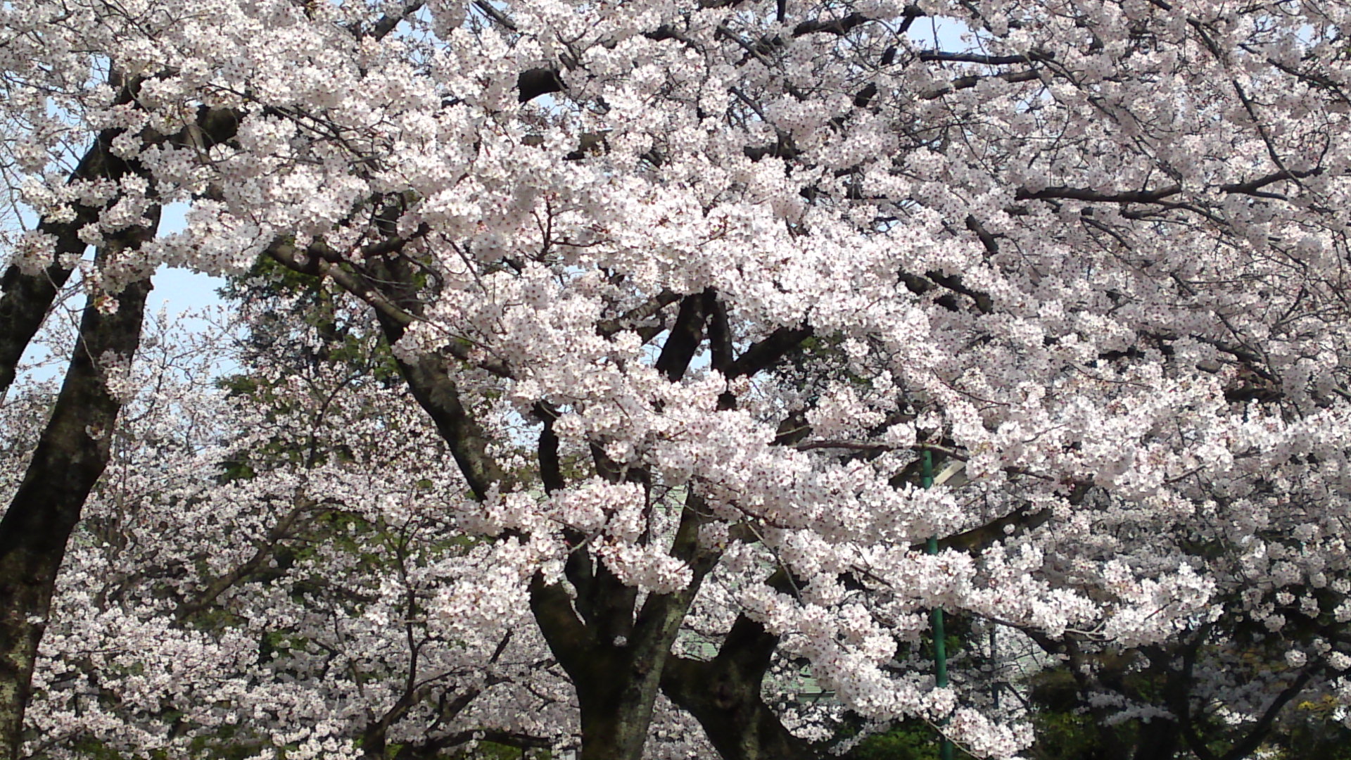 2014年中山法華経寺の桜１