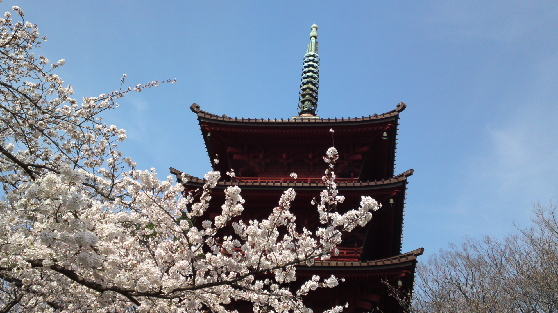 満開の桜咲く中山法華経寺