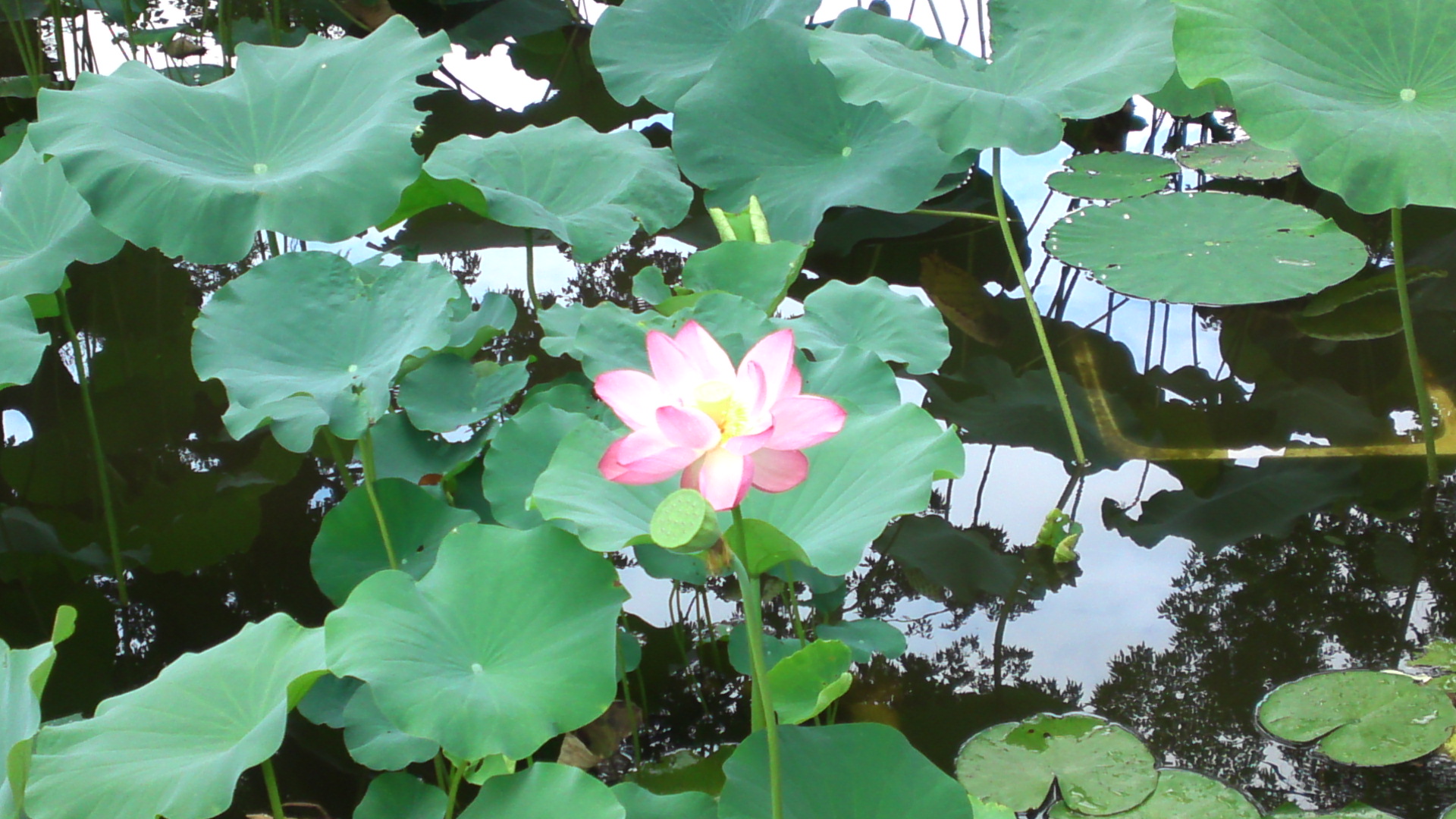 2014年法華経寺竜王池に咲く蓮の花