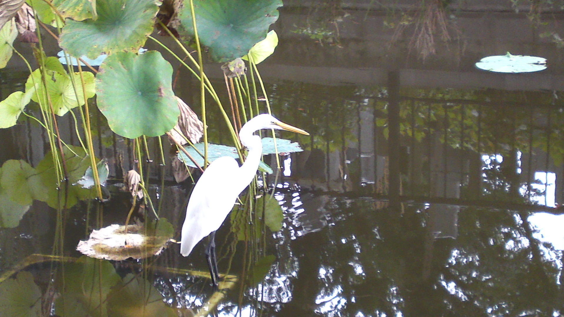 2014年法華経寺竜王池に佇む白鷺２