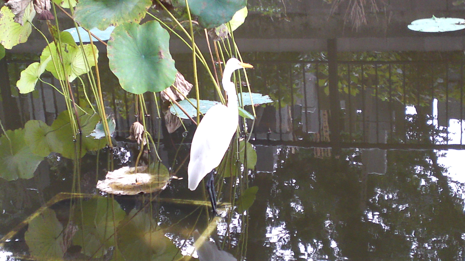 2014年法華経寺竜王池に佇む白鷺３