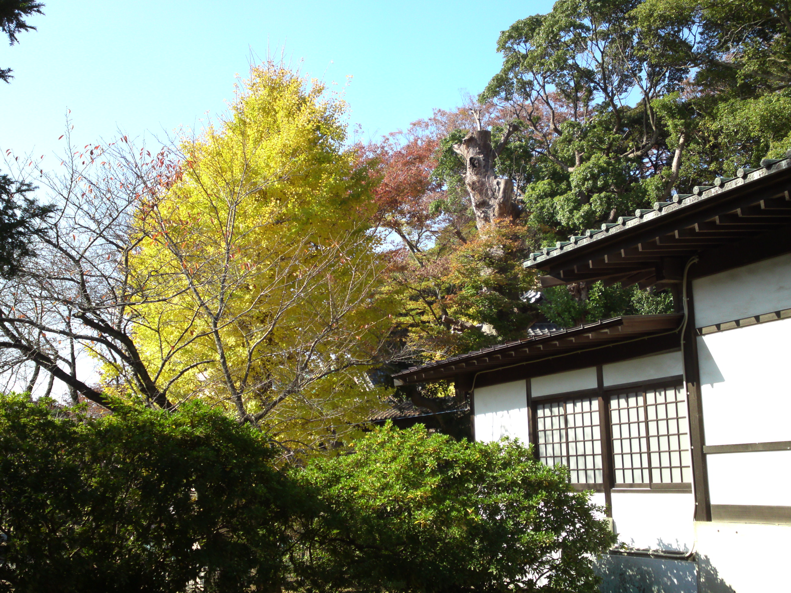 2014年法華経寺宇賀神道と黄金色の公孫樹１