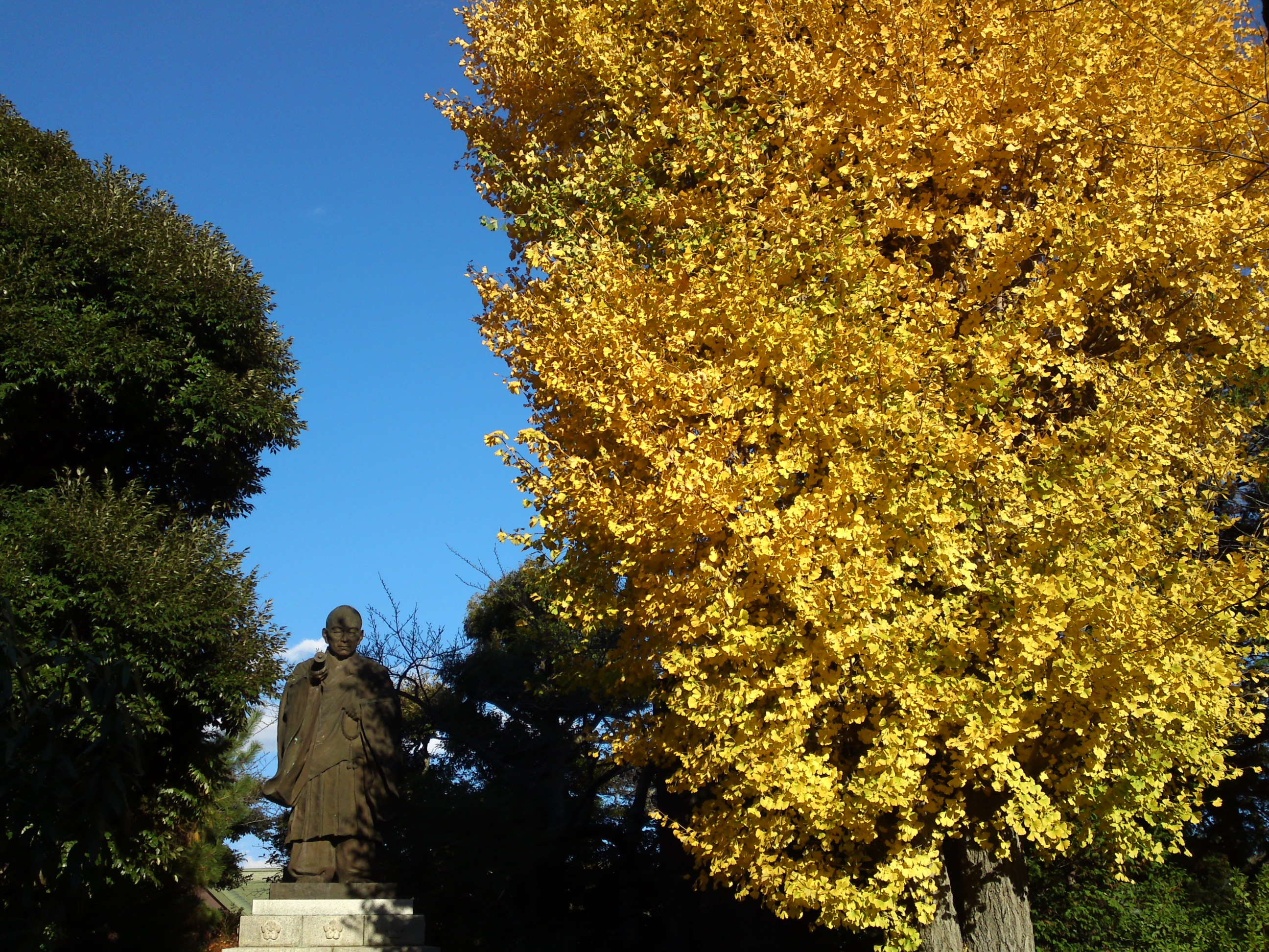 2014年日常聖人像と黄金色の公孫樹
