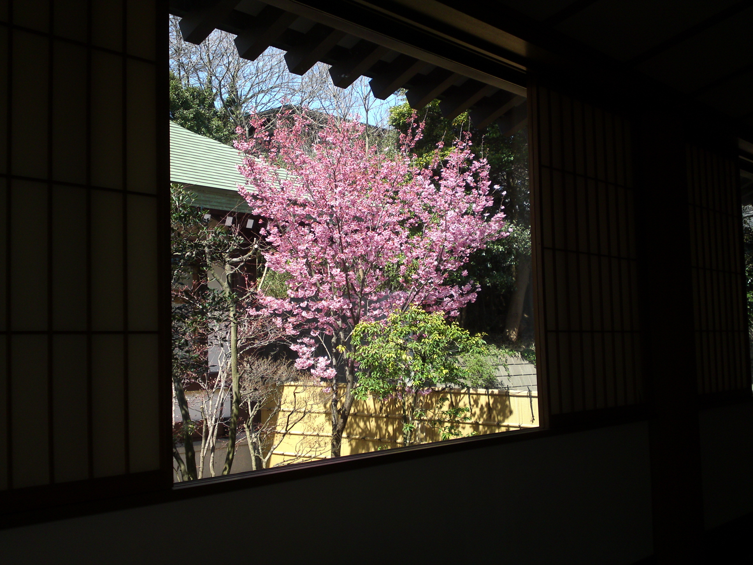 2015年法華経寺本院中庭の河津桜３