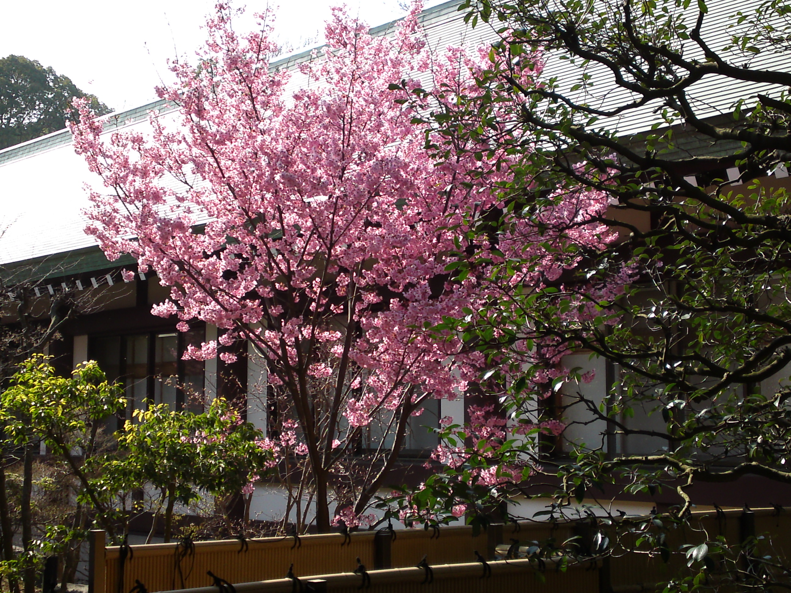 2015年法華経寺本院中庭の河津桜１