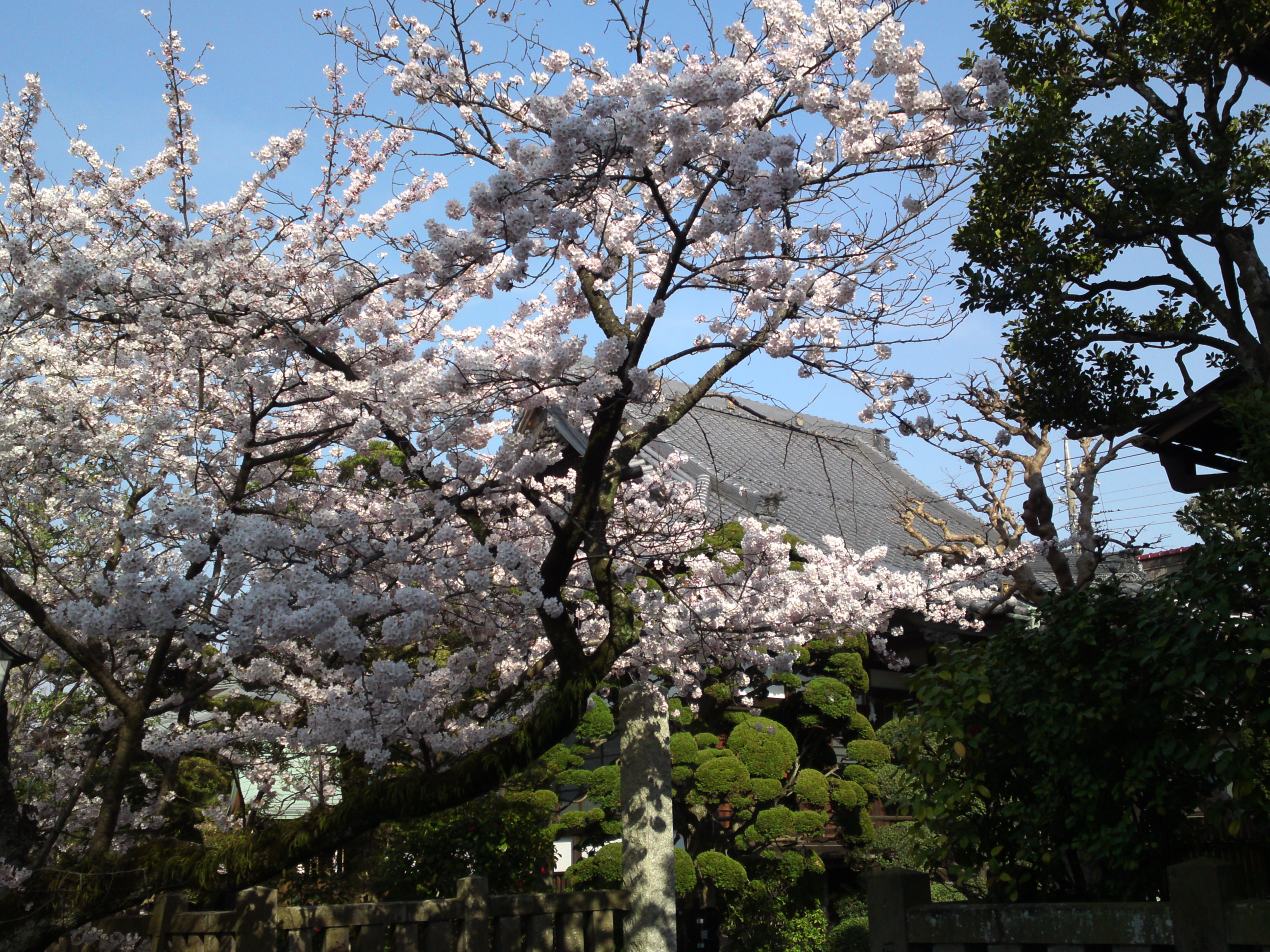 2015年法華経寺参道脇の桜