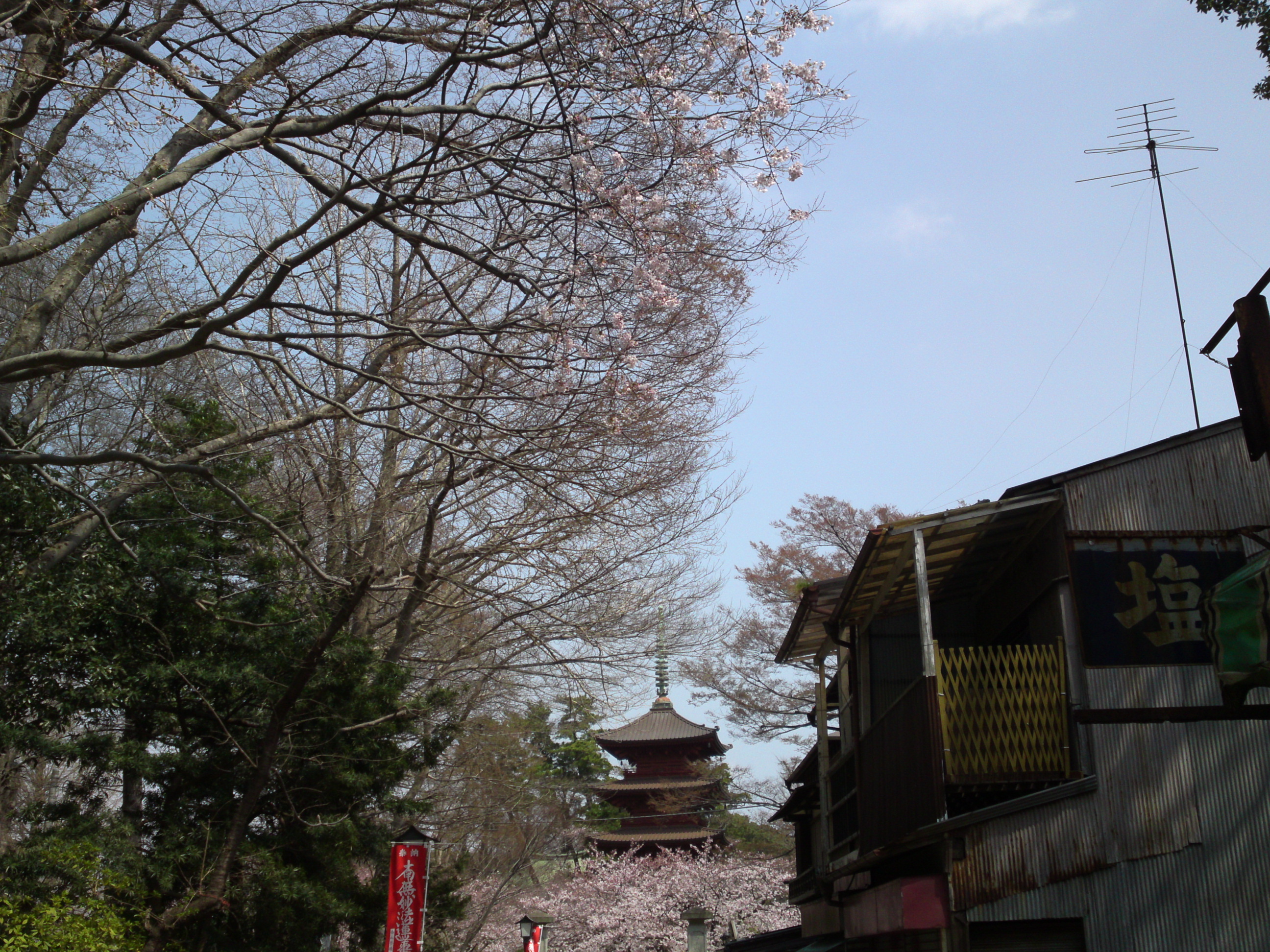 2016年中山法華経寺参道の桜並木