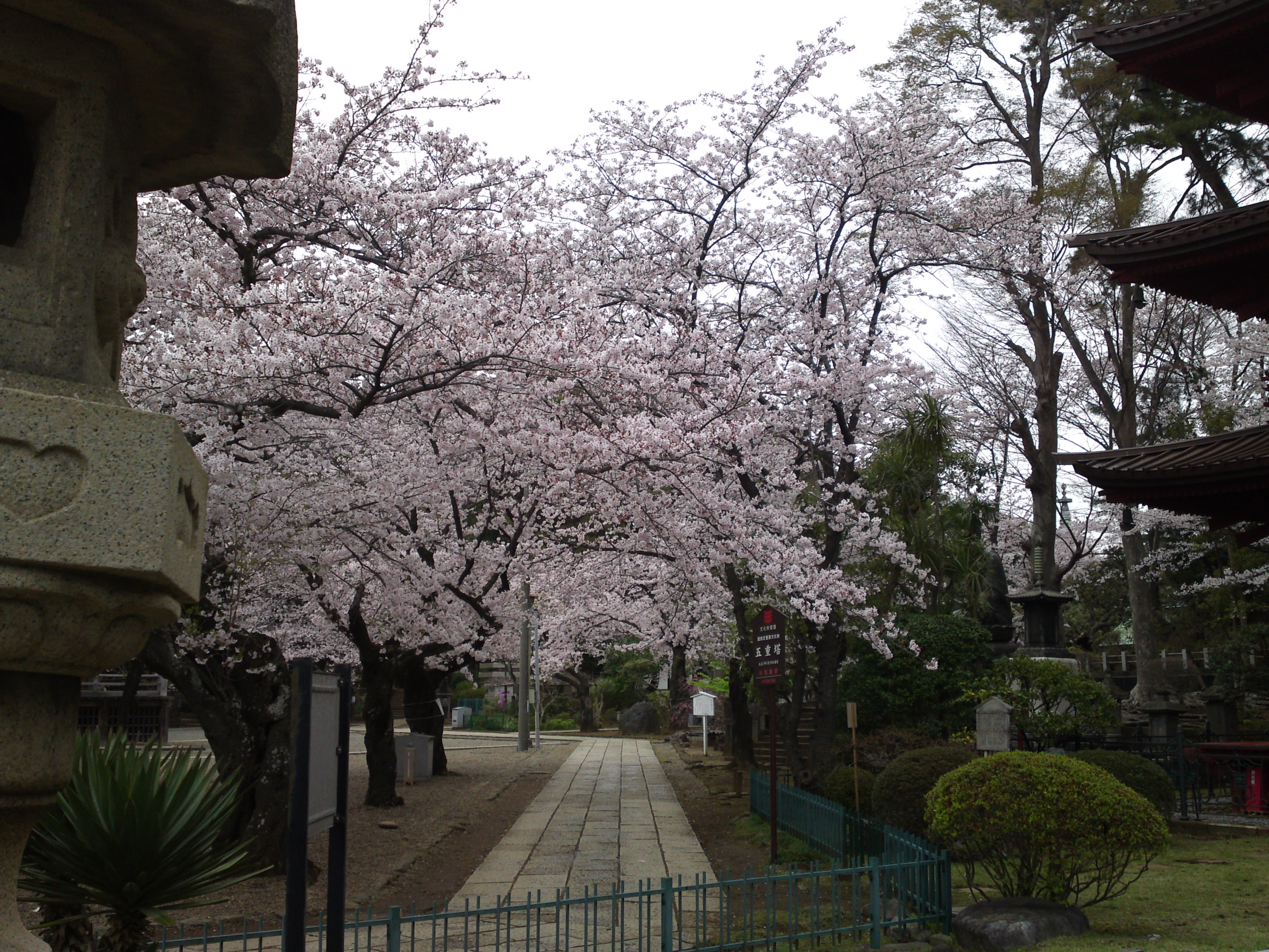 2016年中山法華経寺境内の桜