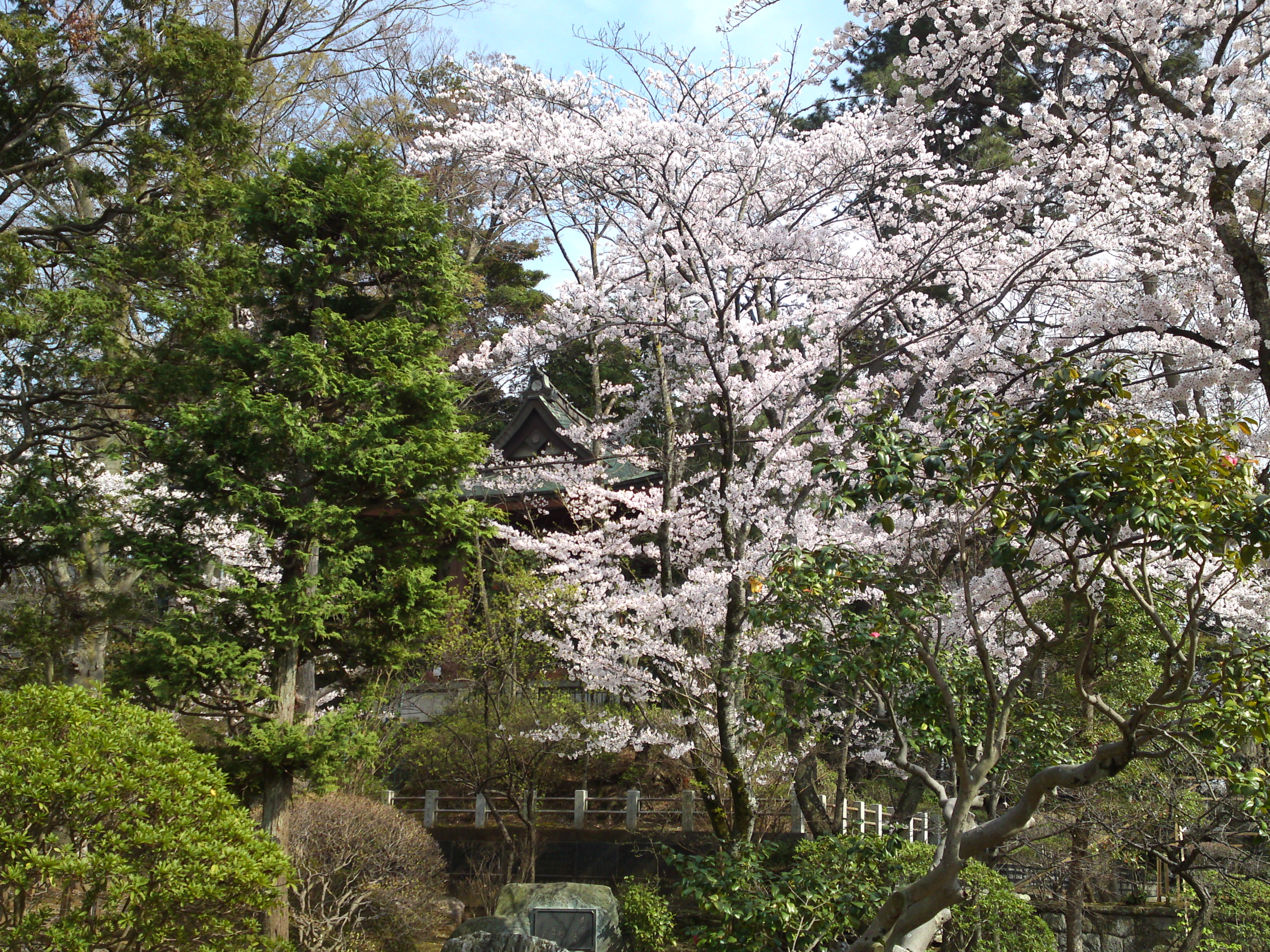 2015年中山法華経寺鐘楼堂と桜