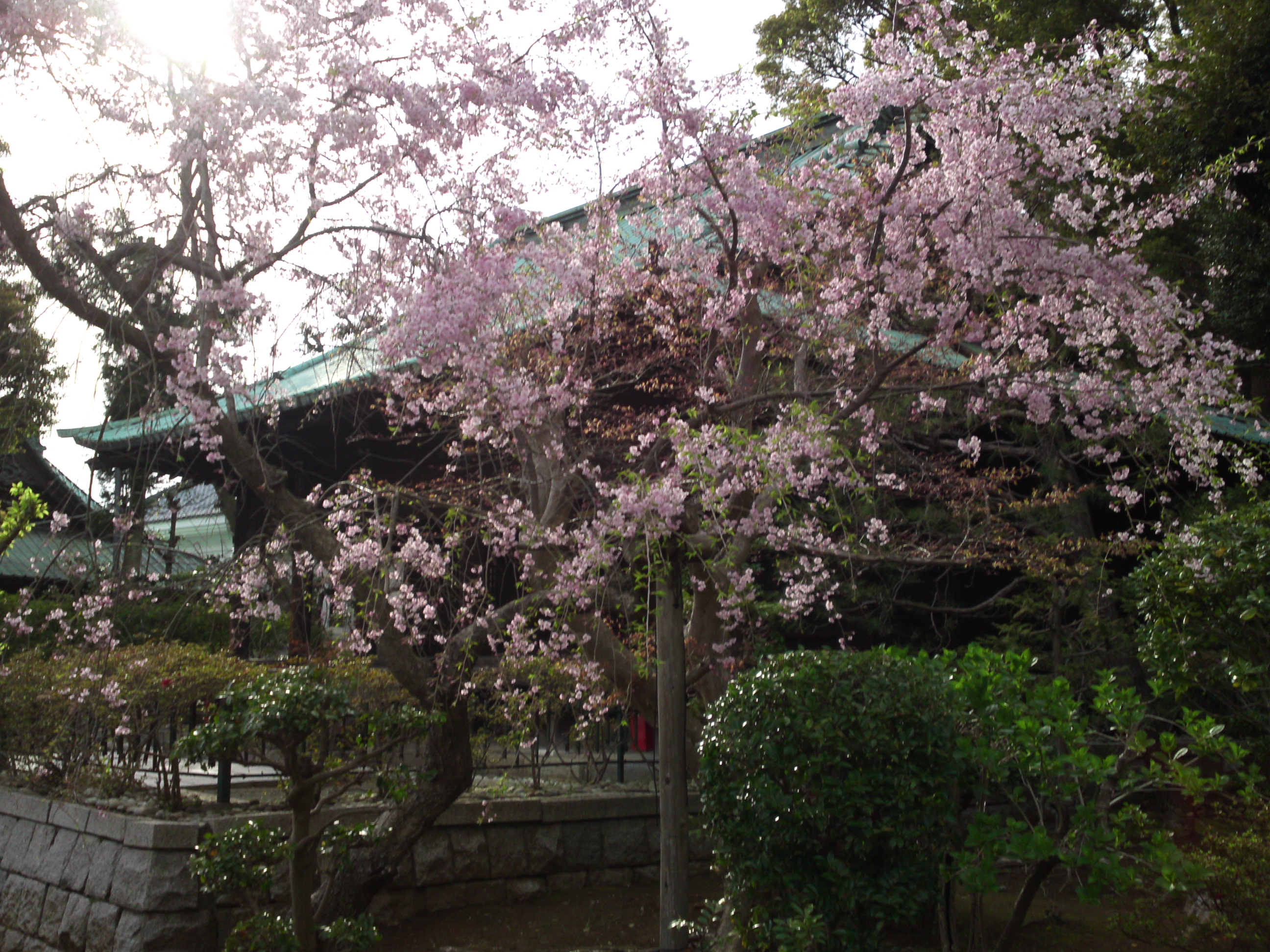 2016年中山法華経寺法華堂と枝垂桜１