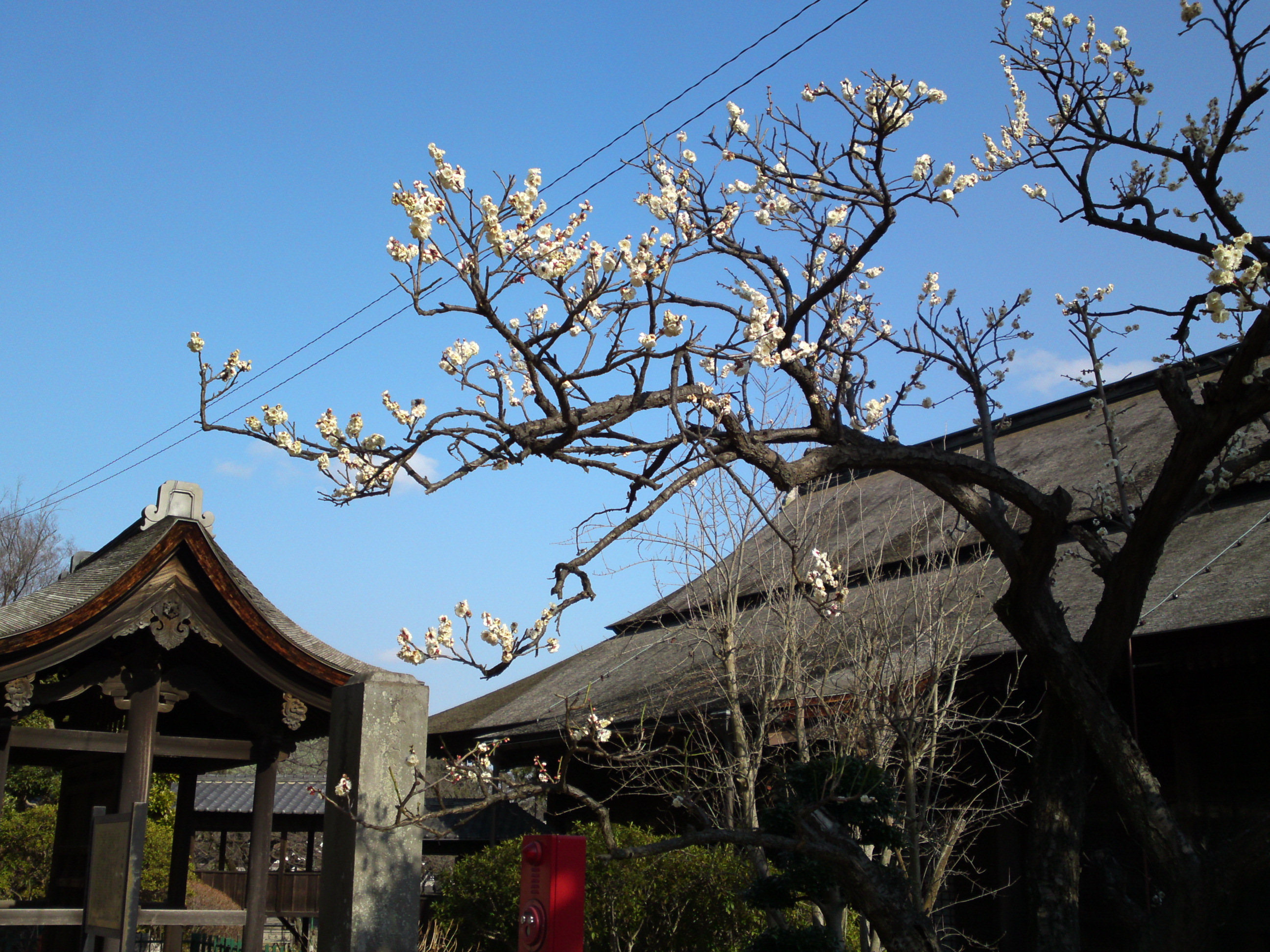 2018年法華経寺に咲く白梅の花３