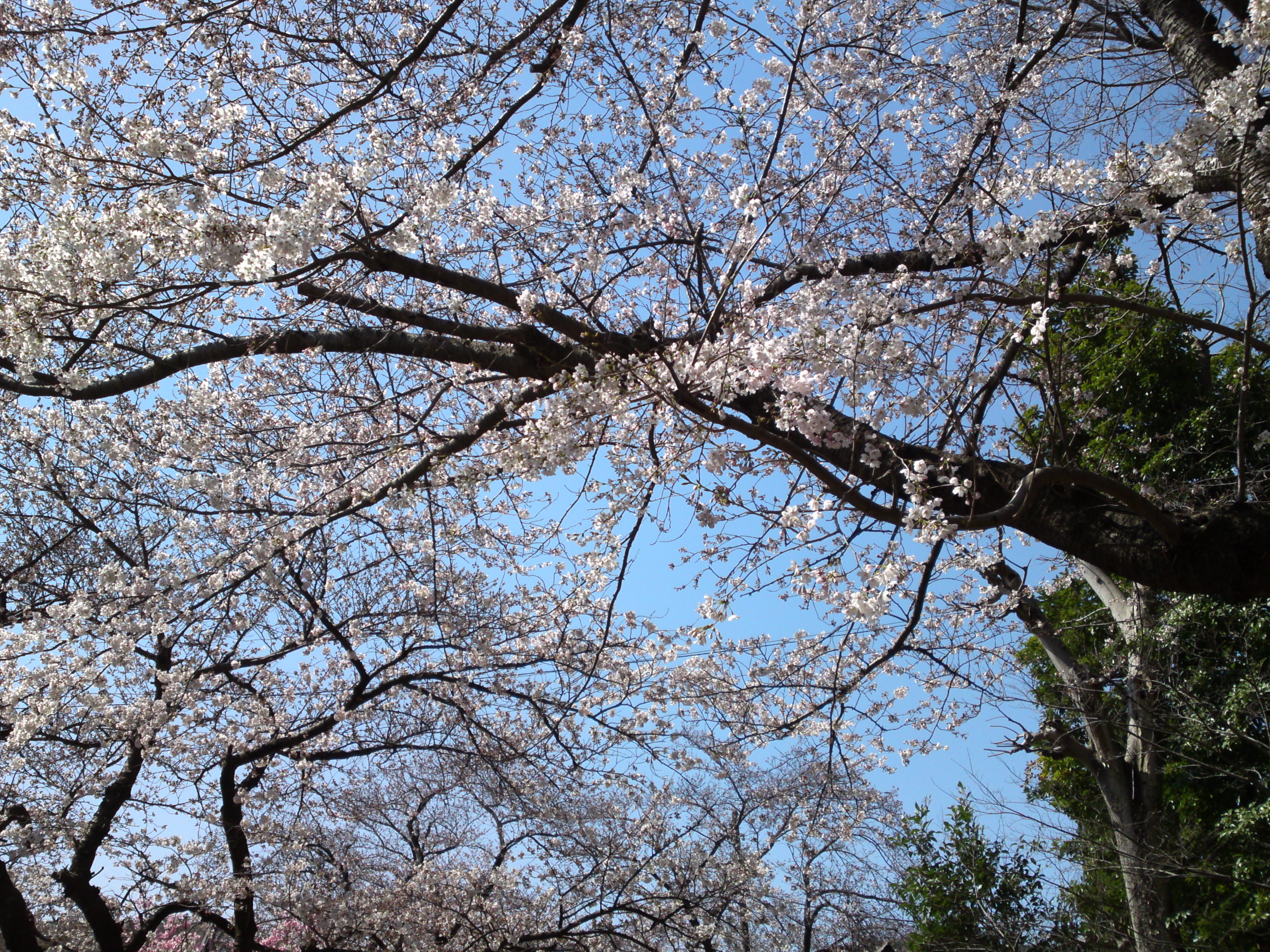 2018年中山法華経寺境内に咲く桜の花々１